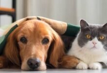 Preventing Rabies and Bacterial Infection in Pediatric Animal Attacks