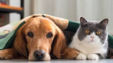 Preventing Rabies and Bacterial Infection in Pediatric Animal Attacks