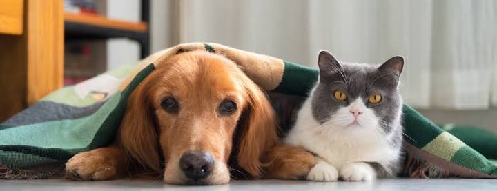 Preventing Rabies and Bacterial Infection in Pediatric Animal Attacks