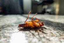 Cockroach Control Solutions for Managing Infestations and Reducing Future Activity