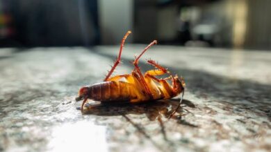 Cockroach Control Solutions for Managing Infestations and Reducing Future Activity