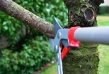 Top 6 Bellingham Tree Pruning And Trimming Companies