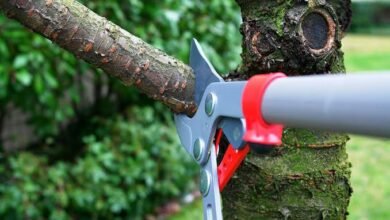 Top 6 Bellingham Tree Pruning And Trimming Companies