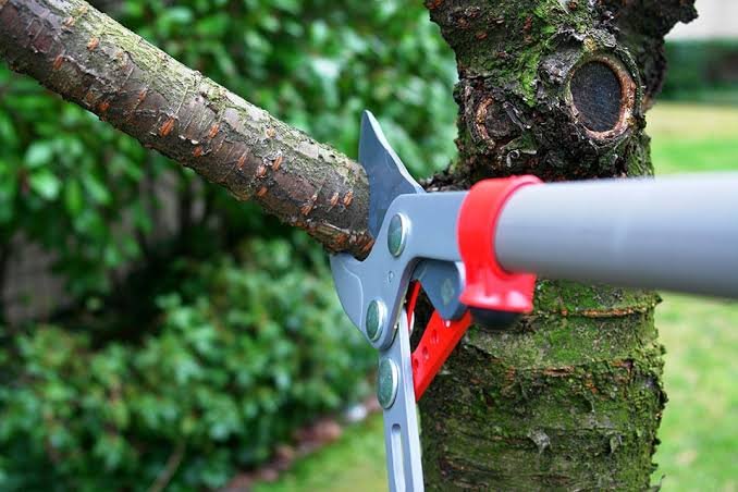 Top 6 Bellingham Tree Pruning And Trimming Companies