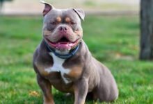 What You Need to Know Before You Adopt an American Bully