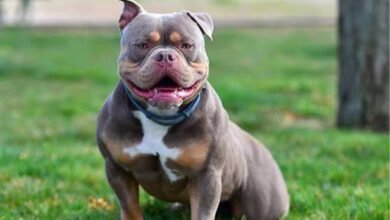 What You Need to Know Before You Adopt an American Bully