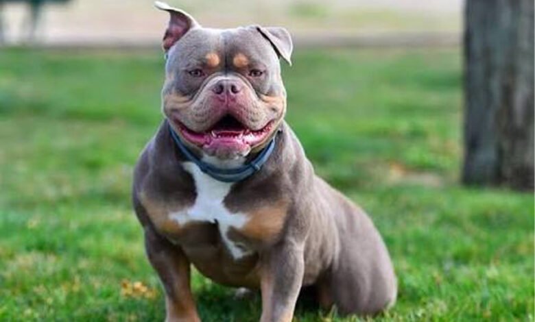 What You Need to Know Before You Adopt an American Bully