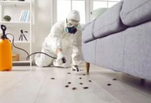 Cockroach Control Strategies for a Cleaner and Pest-Free Property