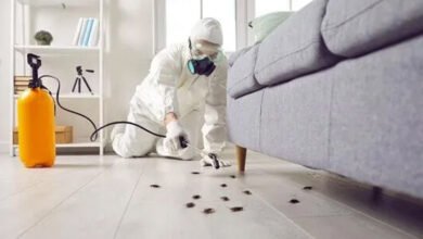 Cockroach Control Strategies for a Cleaner and Pest-Free Property