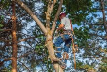Essential Techniques for Healthier and Safer Trees
