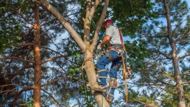 Essential Techniques for Healthier and Safer Trees