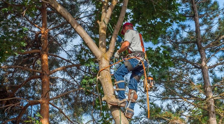 Essential Techniques for Healthier and Safer Trees