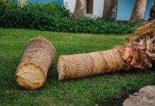 Palm Tree Removal