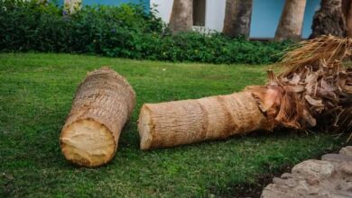 Palm Tree Removal