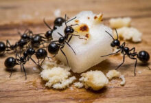 Effective Ways to Prevent and Manage Ant Infestations: Proven Tips for Long-Term Ant Control 