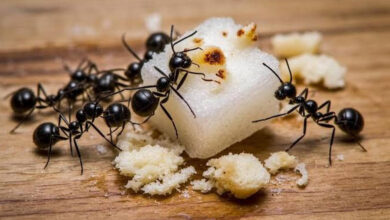 Effective Ways to Prevent and Manage Ant Infestations: Proven Tips for Long-Term Ant Control 