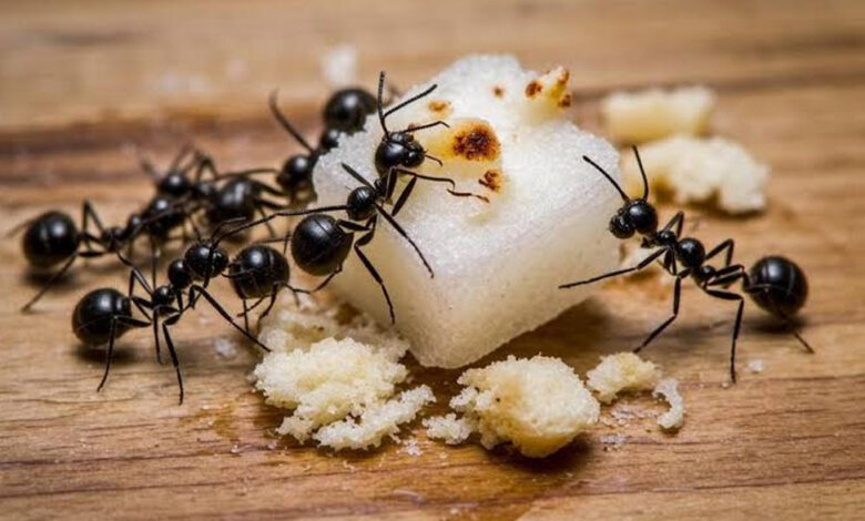 Effective Ways to Prevent and Manage Ant Infestations: Proven Tips for Long-Term Ant Control 