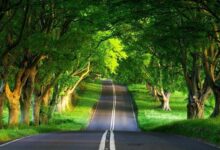 Essential Practices for Managing Unwanted Trees and Maintaining a Safe Outdoor Space