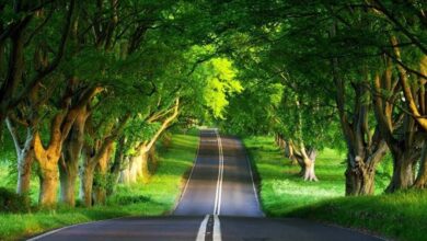 Essential Practices for Managing Unwanted Trees and Maintaining a Safe Outdoor Space