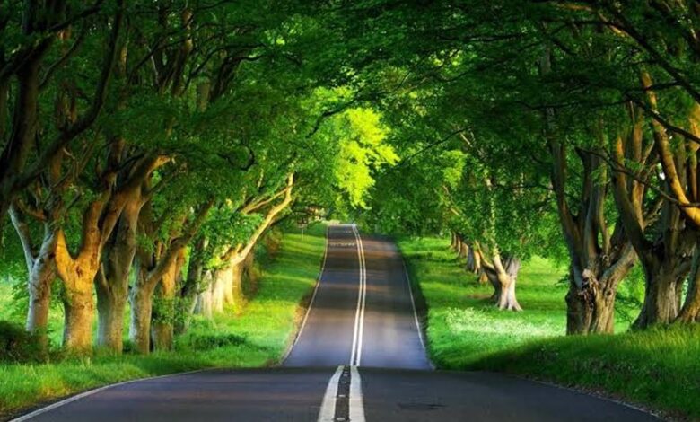 Essential Practices for Managing Unwanted Trees and Maintaining a Safe Outdoor Space