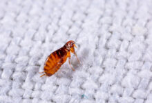 Understanding Flea Problems and the Best Practices for Long-Term Prevention