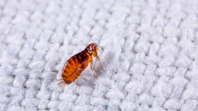 Understanding Flea Problems and the Best Practices for Long-Term Prevention
