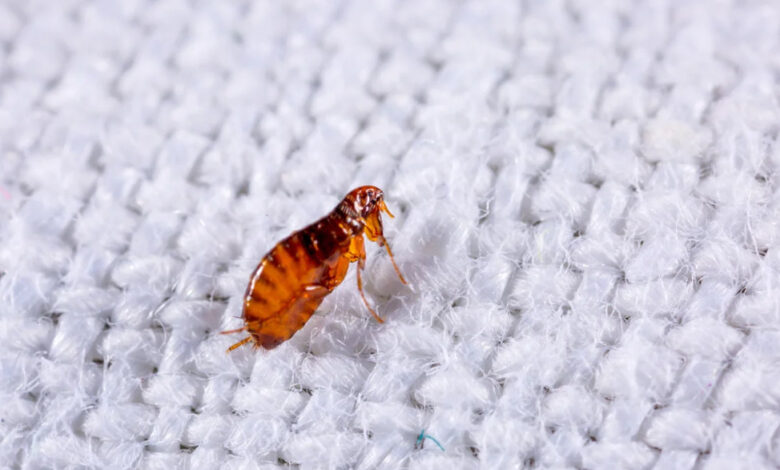 Understanding Flea Problems and the Best Practices for Long-Term Prevention