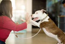 A Complete Guide to Building a Well-Behaved and Confident Dog