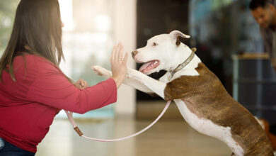 A Complete Guide to Building a Well-Behaved and Confident Dog