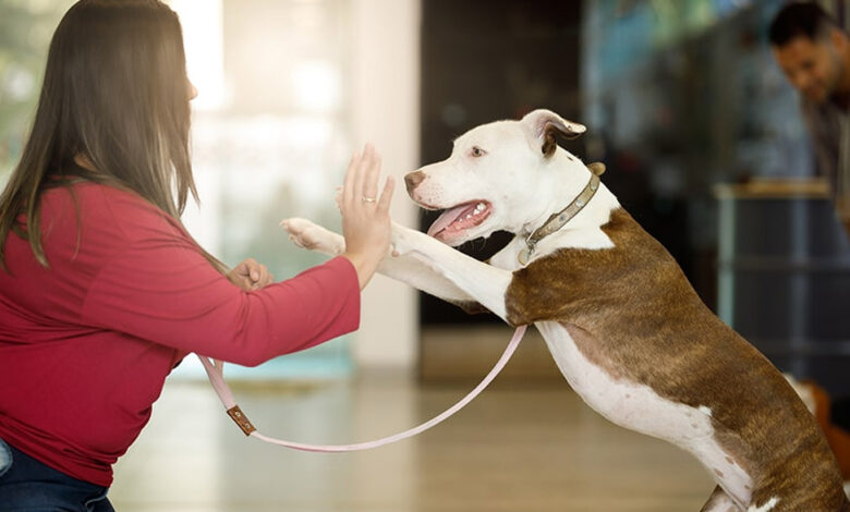 A Complete Guide to Building a Well-Behaved and Confident Dog