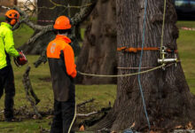 A Complete Guide to Safe Tree Removal and Responsible Property Care