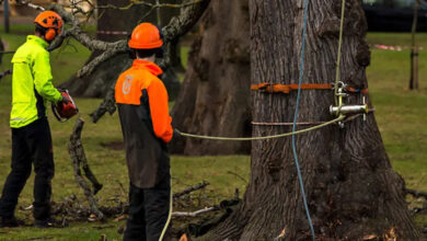 A Complete Guide to Safe Tree Removal and Responsible Property Care