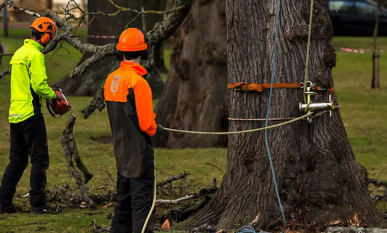 A Complete Guide to Safe Tree Removal and Responsible Property Care