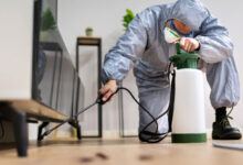 How Professional Termite and Pest Control Helps Protect Your Property and Maintain a Healthy Environment