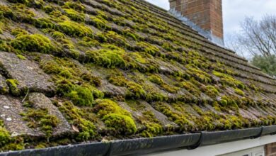 How to Get Rid of Moss on a Roof and Keep It Safe from Coming Back