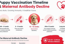 Puppy Vaccination Schedule: 2nd Shots Survival Guide