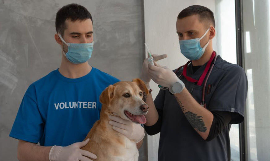 Understanding the Second Shot in the Puppy Immunization Series