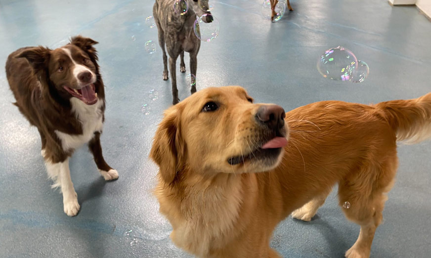Safe Socialization: Managing Puppy Vaccination Schedule and Daycare Risks